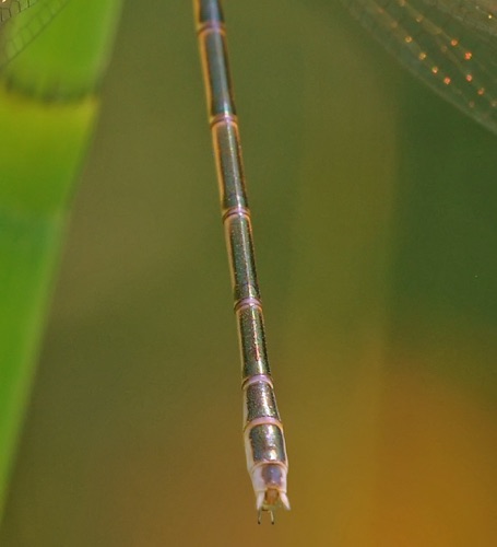 Female
11 July 2013, SK, CAN